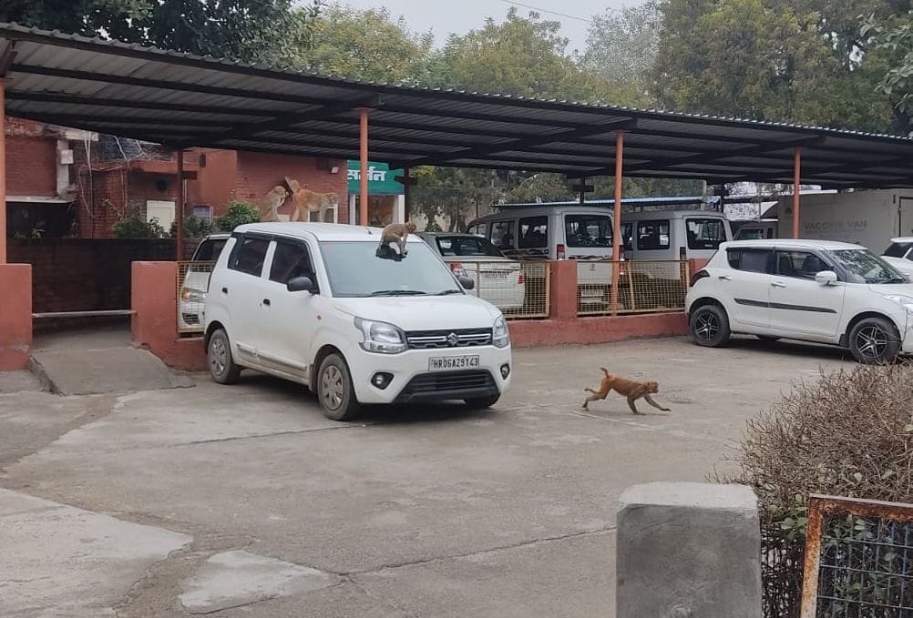 No relief from monkeys in civil hospital