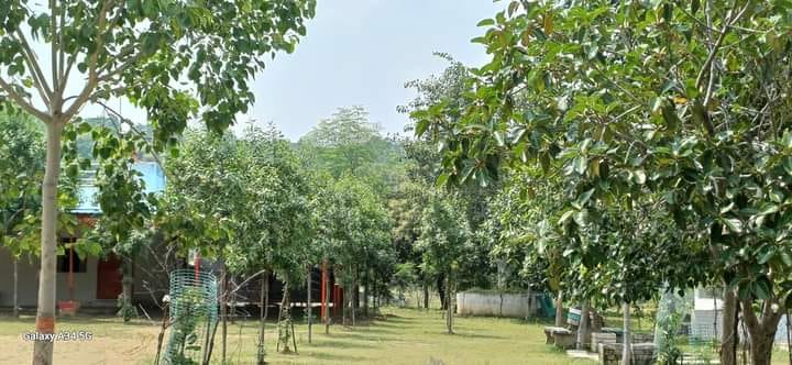 Agra's forest area has increased by 0.32 percent albeit partially