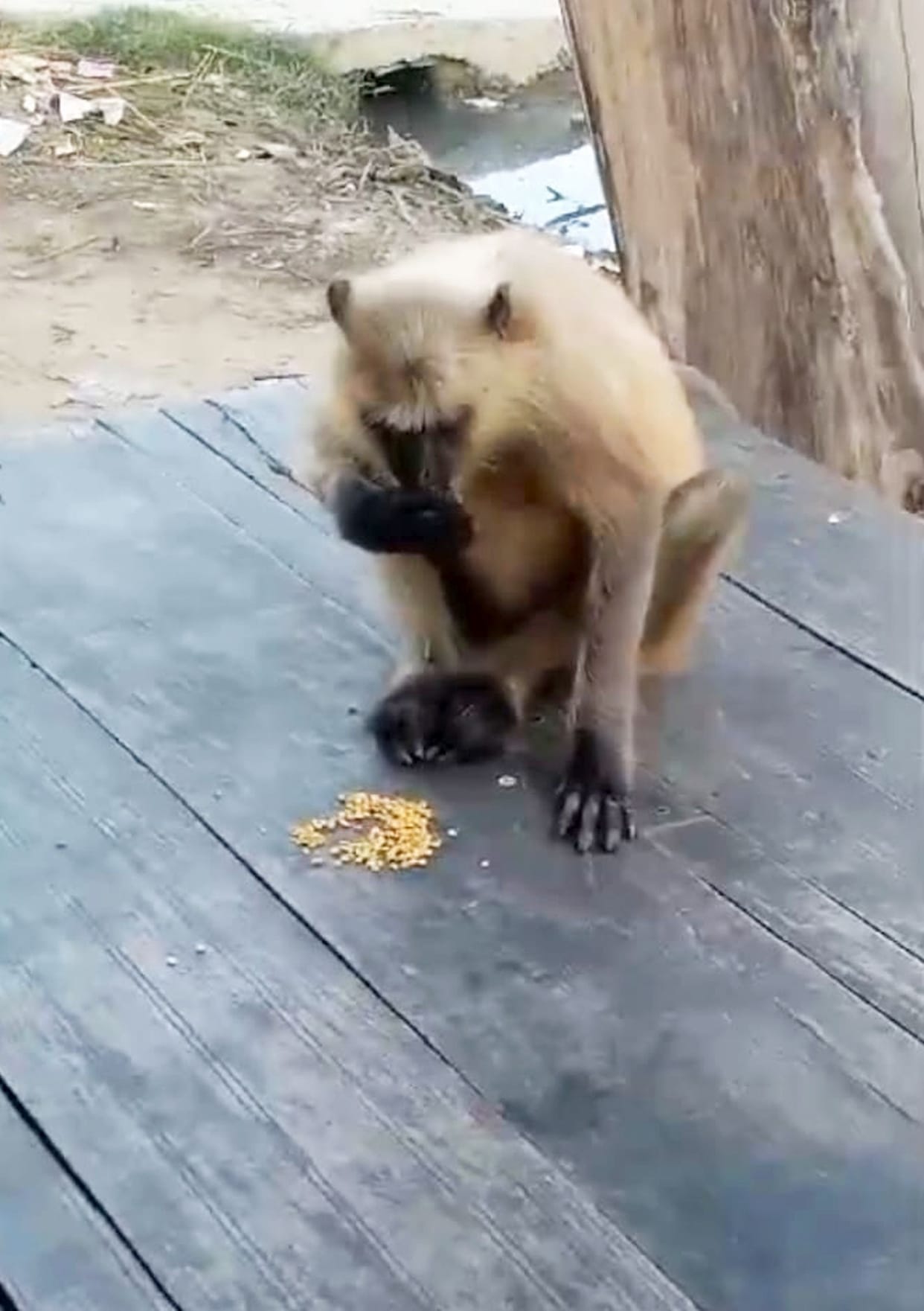 Langur terror in Singthara village for six months