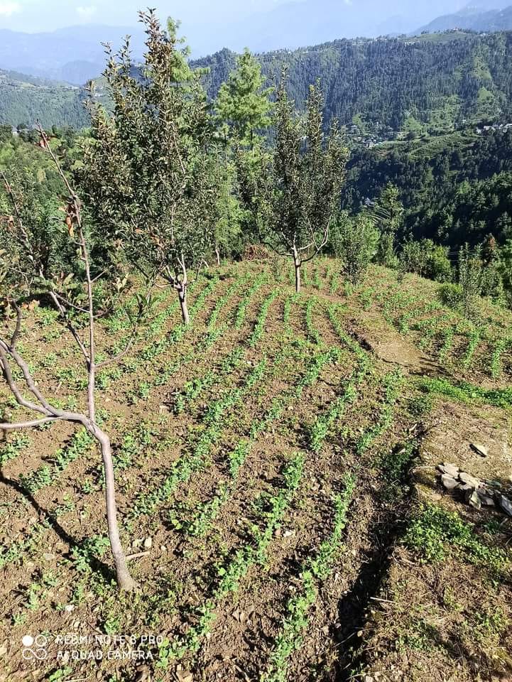 Expected bumper crop of unseasonal peas in Nachan and Sarajghati