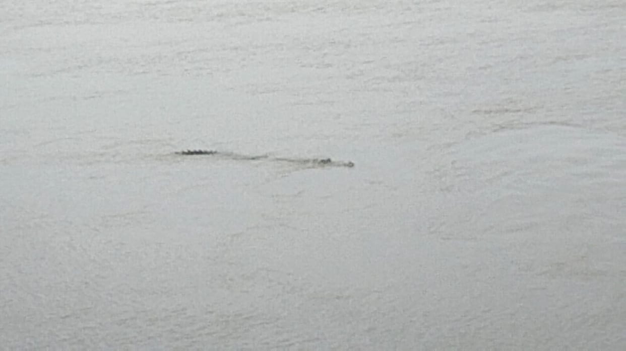 Deoria News: Crocodile seen in the river near Kurh Parsiyan Naveen Bandhe, curiosity remained