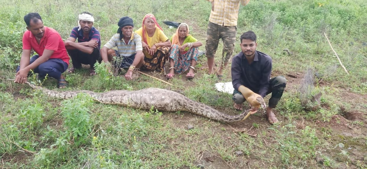 Ajmer News: A 15 feet long python hunted a Nilgai calf