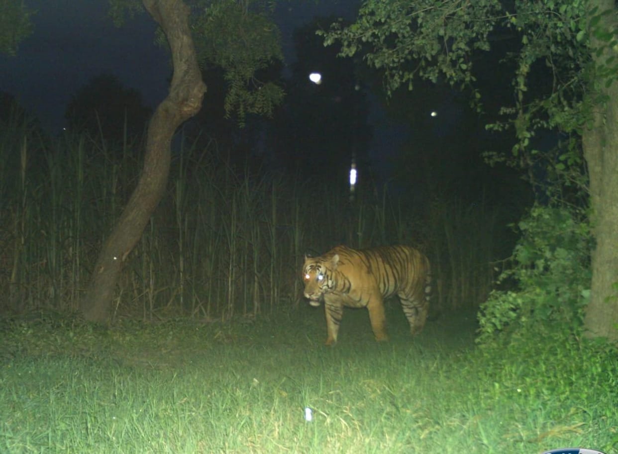Flood in the forest, tigers in trouble, migrate in search of dry land