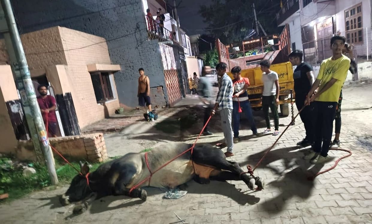 Destitute animals getting injured on the road, no facility to take them to hospital