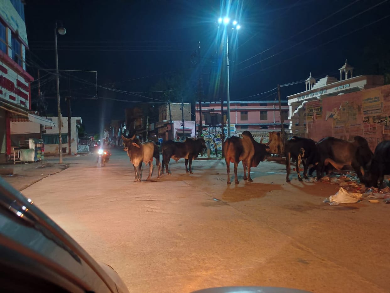 Destitute animals are becoming a cause of trouble, accidents are happening every day.