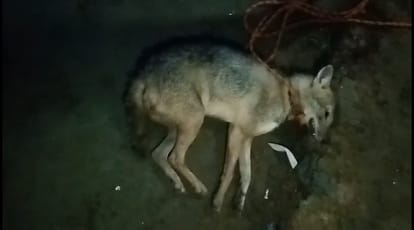 Bahraich: Nights are being spent in fear of wolves, today CM will visit the affected villages