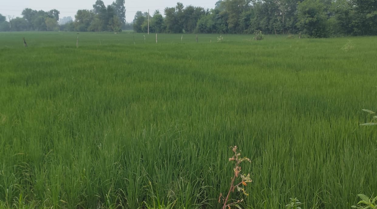 Bumper yield of paddy 17 crore MT rice production estimate Relaxation in export possible