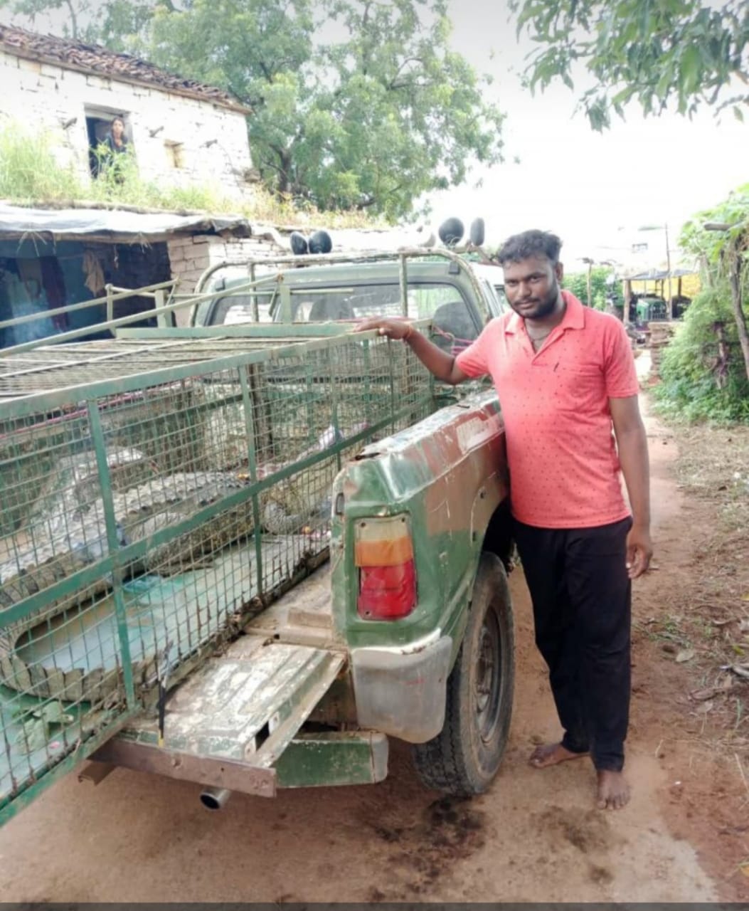 Damoh Crocodile was roaming in Kalapani pond, forest department caught it by placing a cage