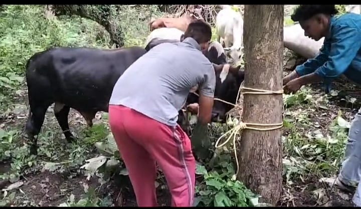 Five bovine animals tied in the forest for slaughter were freed from bondage