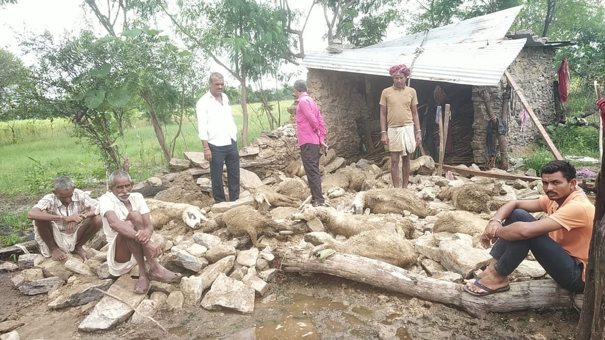 Rain ruined the dreams of the cattle breeder, 22 sheep died a painful death