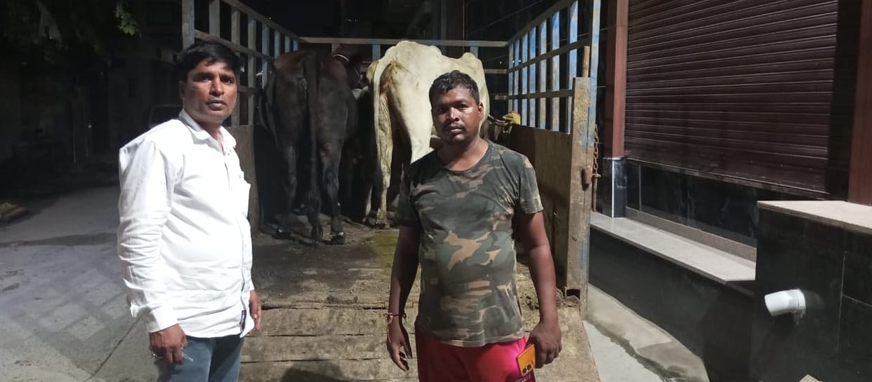 The corporation team which went to catch the cattle was mistaken for a smuggler and a ruckus was created