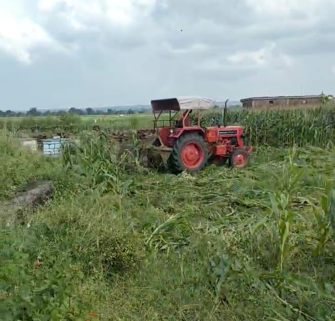 Damoh The corn crop planted by occupying Muktidham was uprooted on the instructions of the Collector
