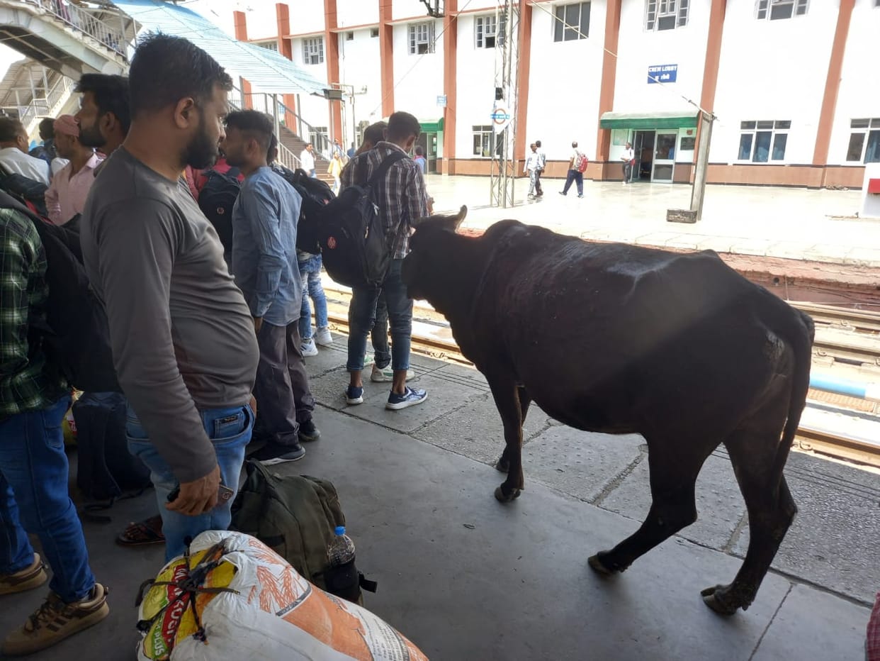 Cattle roaming on the roads become the cause of accidents