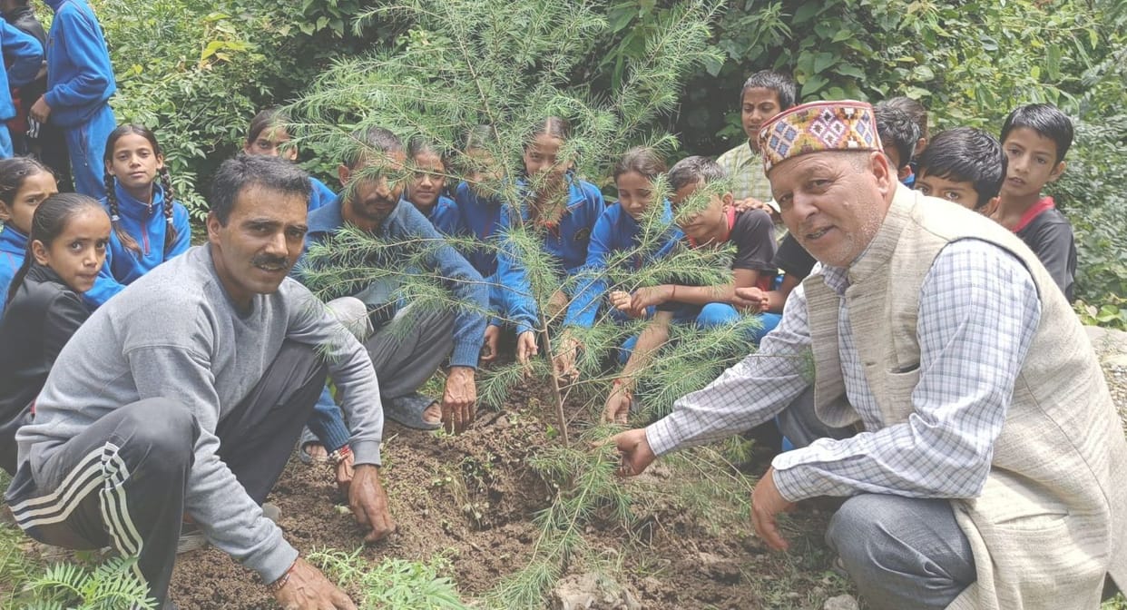 Planted saplings in Sachani School of Bhuntar