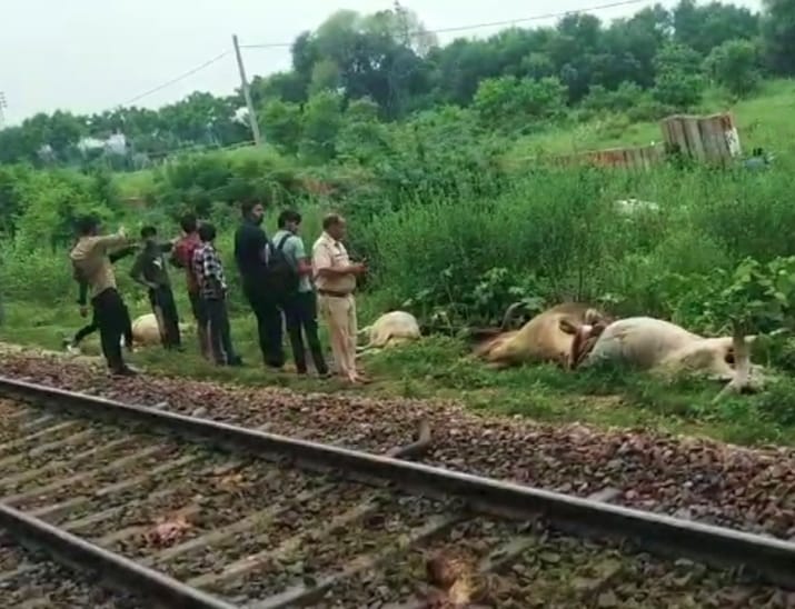 11 cattle came under the grip of Shatabdi, 7 died, 4 injured, track obstructed