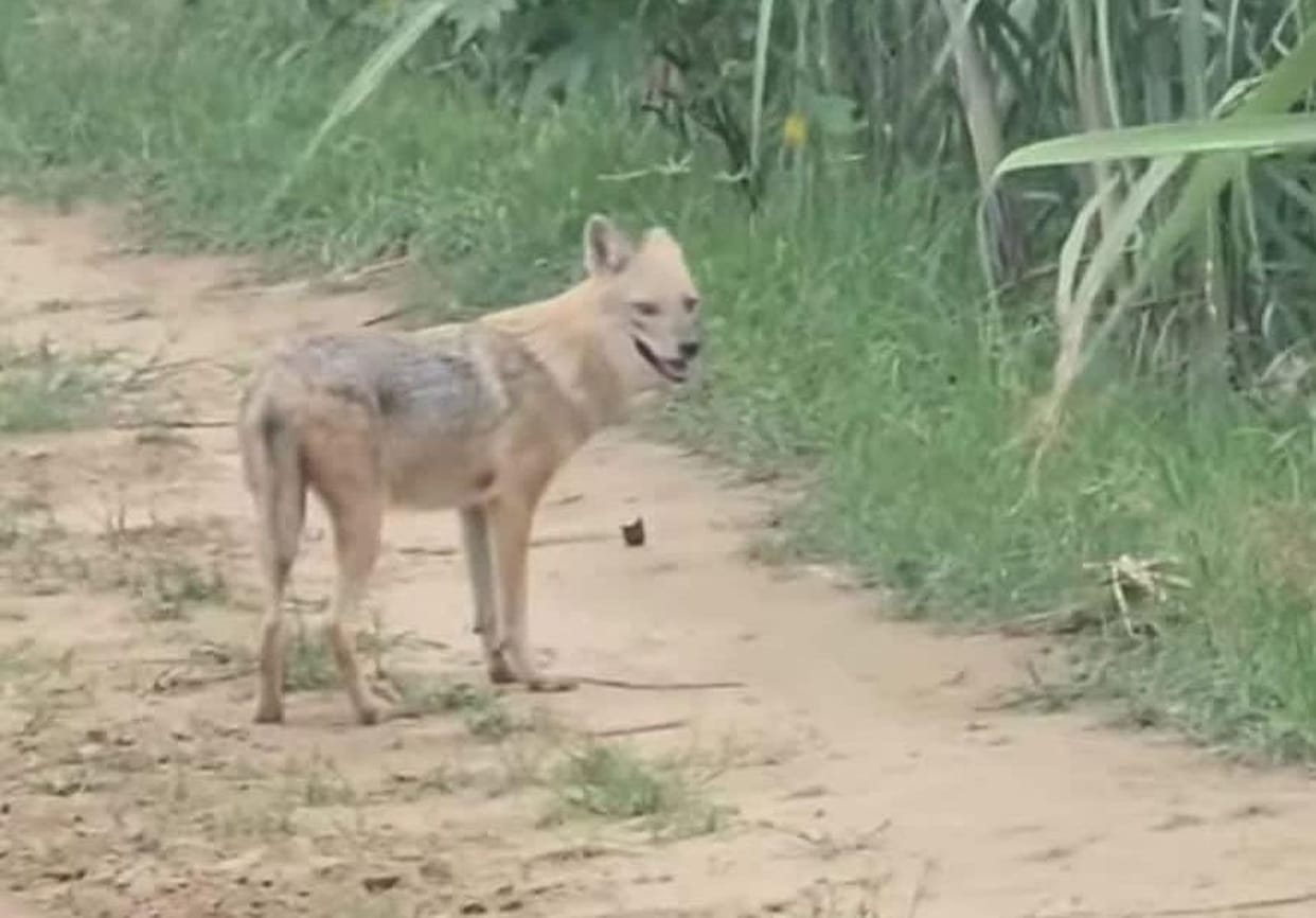 Wolf terror in five police station areas