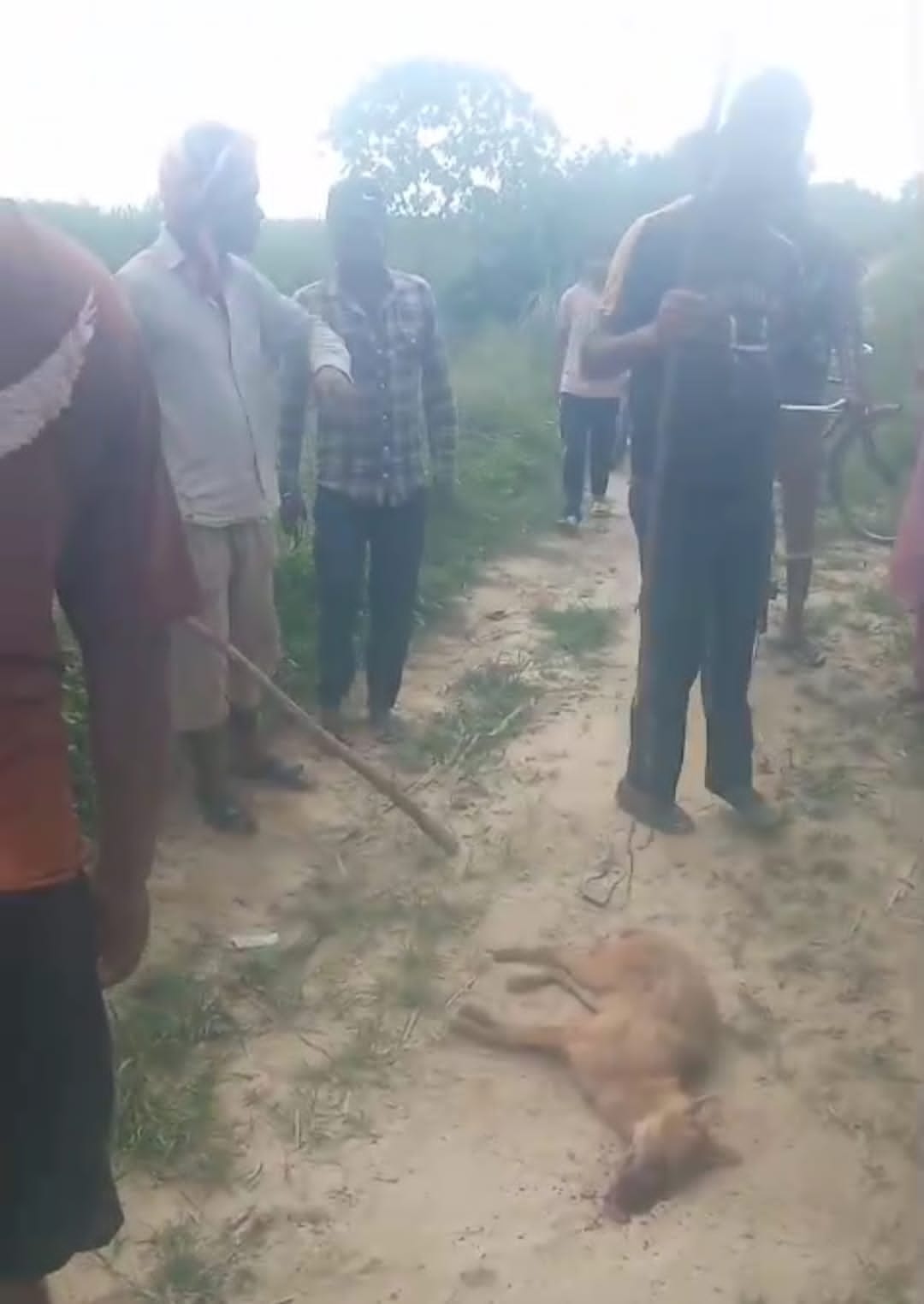 The fear of jackal still continues in Sehramau North, teams are engaged in monitoring
