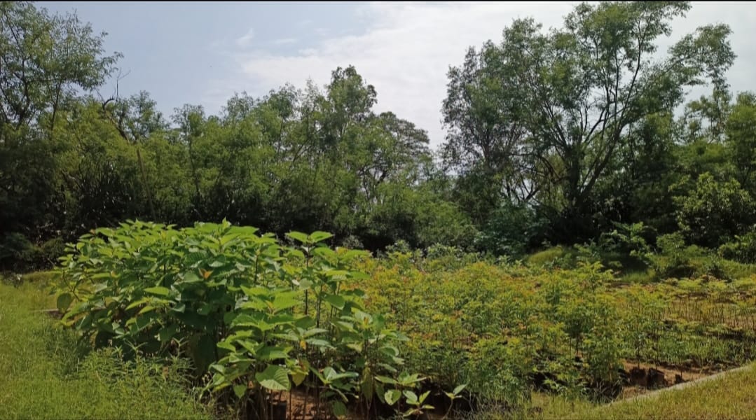 Target of 83 thousand, 1.58 lakh plants distributed