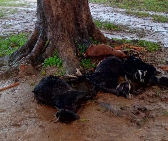 Shahdol Weather Five cattle died due to lightning along with heavy rain child bathing river died by drowning