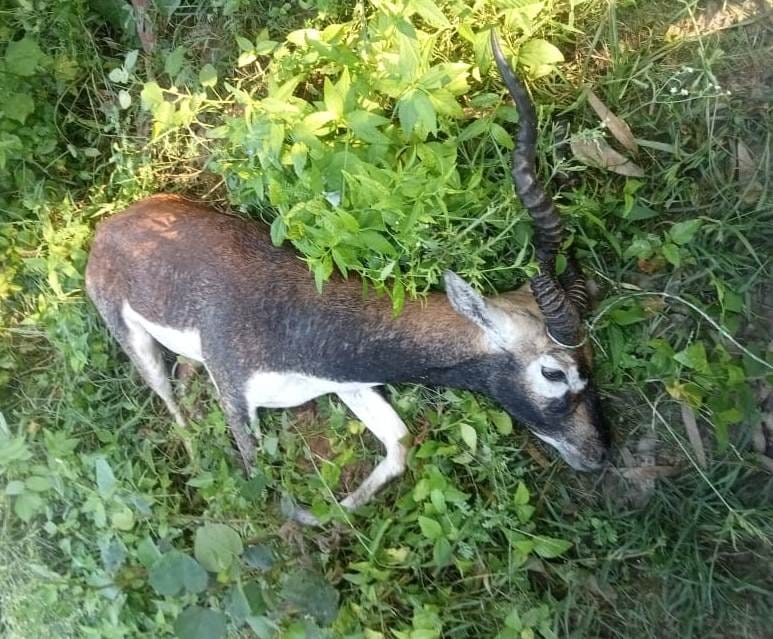 The injured black buck did not receive timely treatment and died.