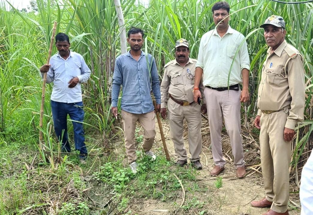 Jackals are attacking, forest department says dogs are attacking