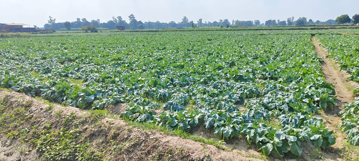 Cabbage crop vulnerable to disease during rainy season