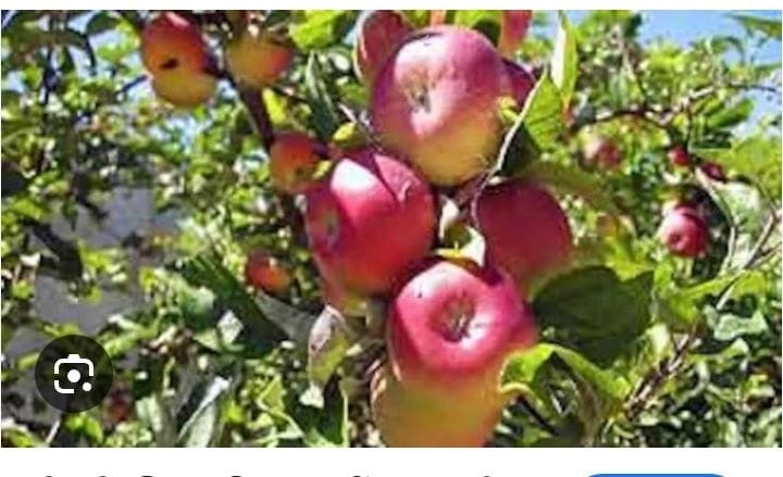 Himsave app portal, Baghwan, Kinnaur, gardeners will remain safe from theft