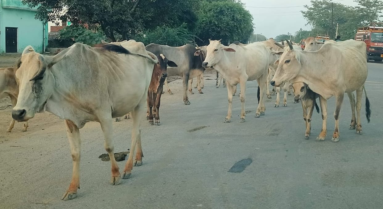 Inadequate cow shelters, cattle left on roads