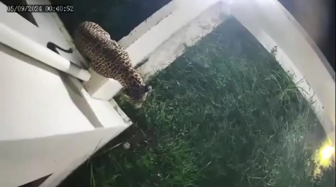 Fear of leopard in Saheli village, captured in CCTV