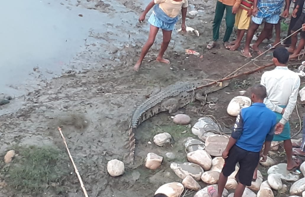 Forest department caught crocodile from Kaimua drain