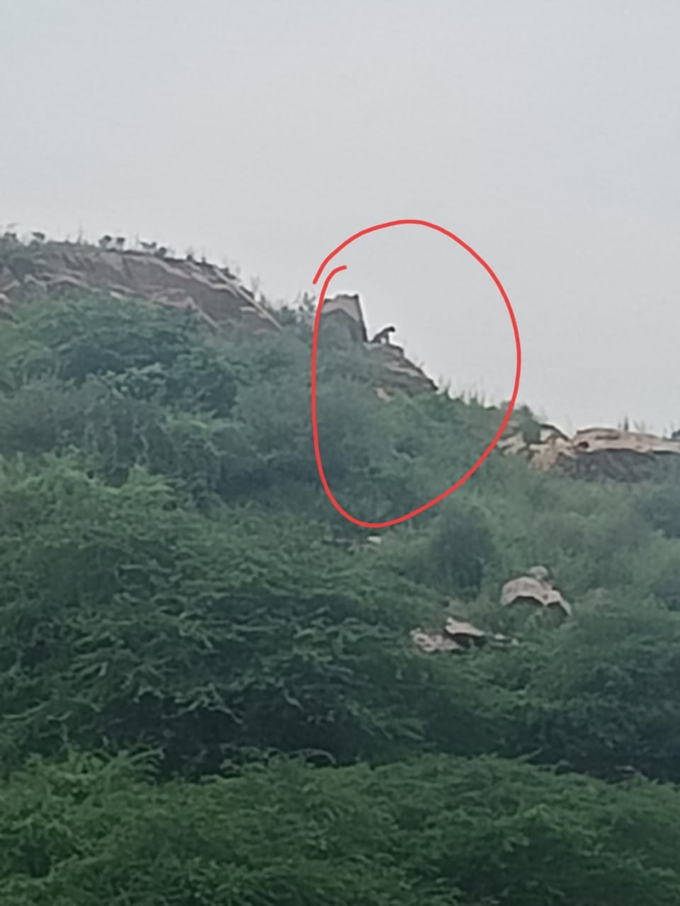 Dausa News: Panic due to movement of panther in Kirori Lal Meena's Khohramulla village