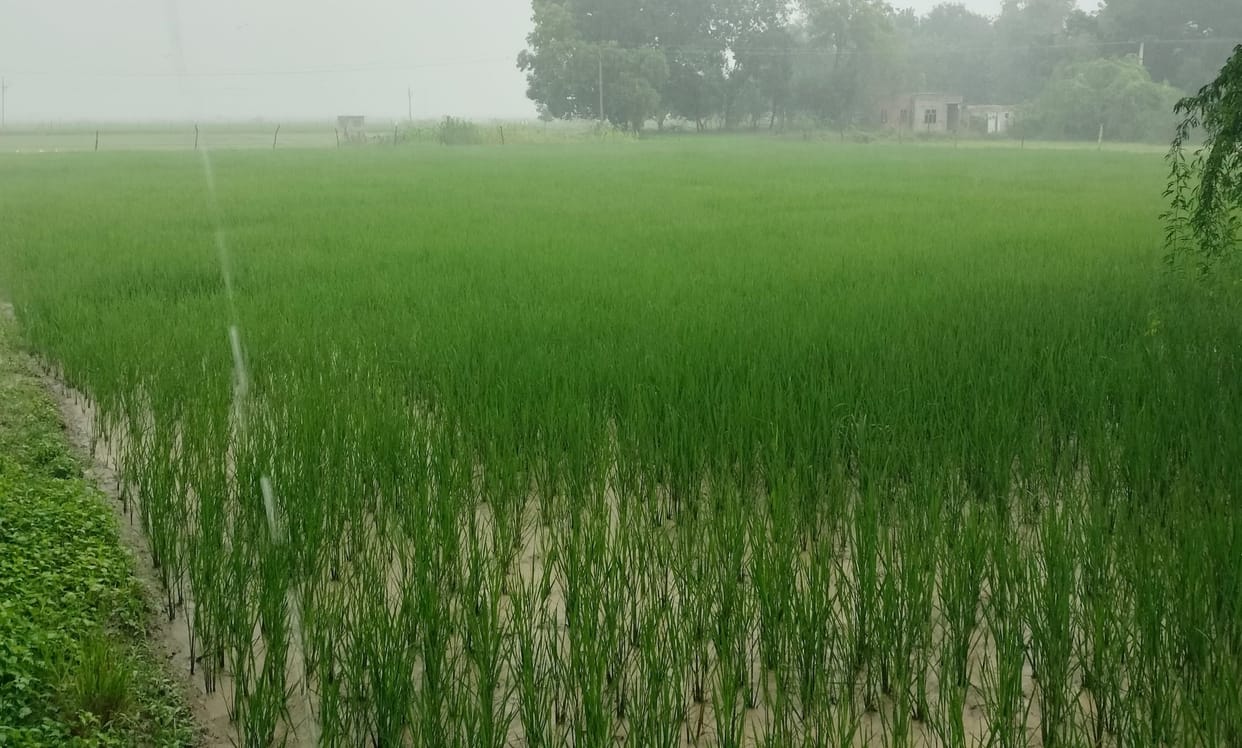 Rain brought relief from heat, crops got lifeline