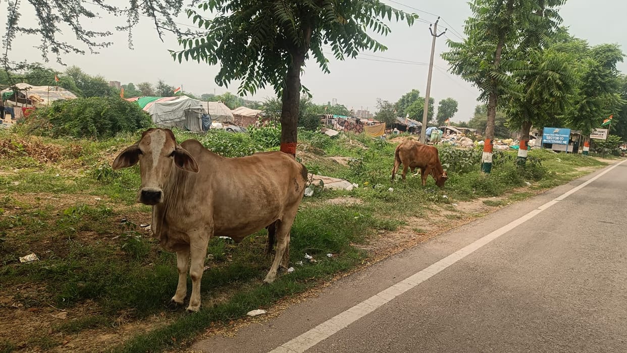 Power kept coming and going, possession of abandoned animals remained intact