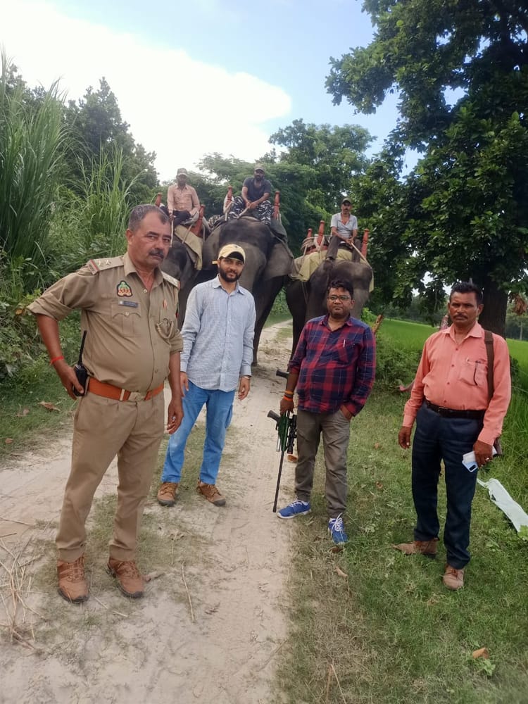 Pilibhit News: ट्रेंकुलाइज कर पकड़ा जाएगा मजदूर को मारने वाला बाघ, हाथियों की मदद से निगरानी की तेज