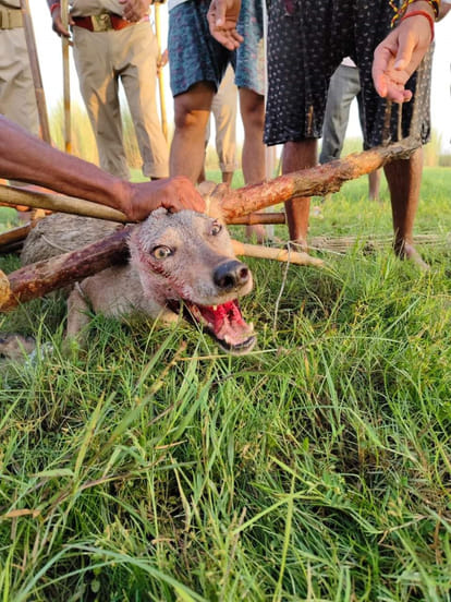 UP: After a year, the fear of the lame wolf has revived again in Bahraich, incidents are happening one after t