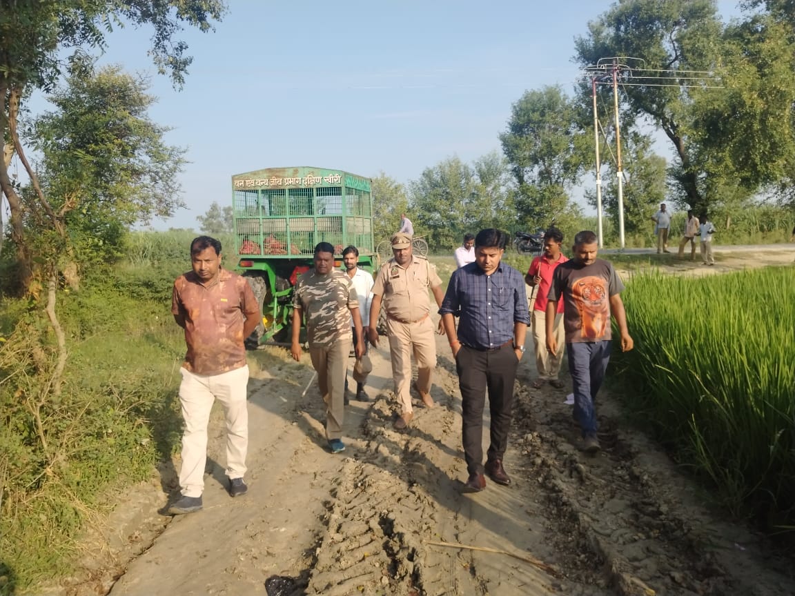Kanpur zoological park team reached to render the tiger unconscious