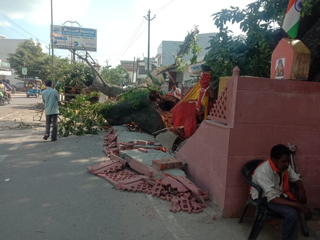 Traffic affected due to falling of Peepal tree
