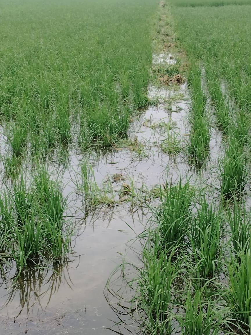Crop on the verge of spoiling due to accumulation of rain water