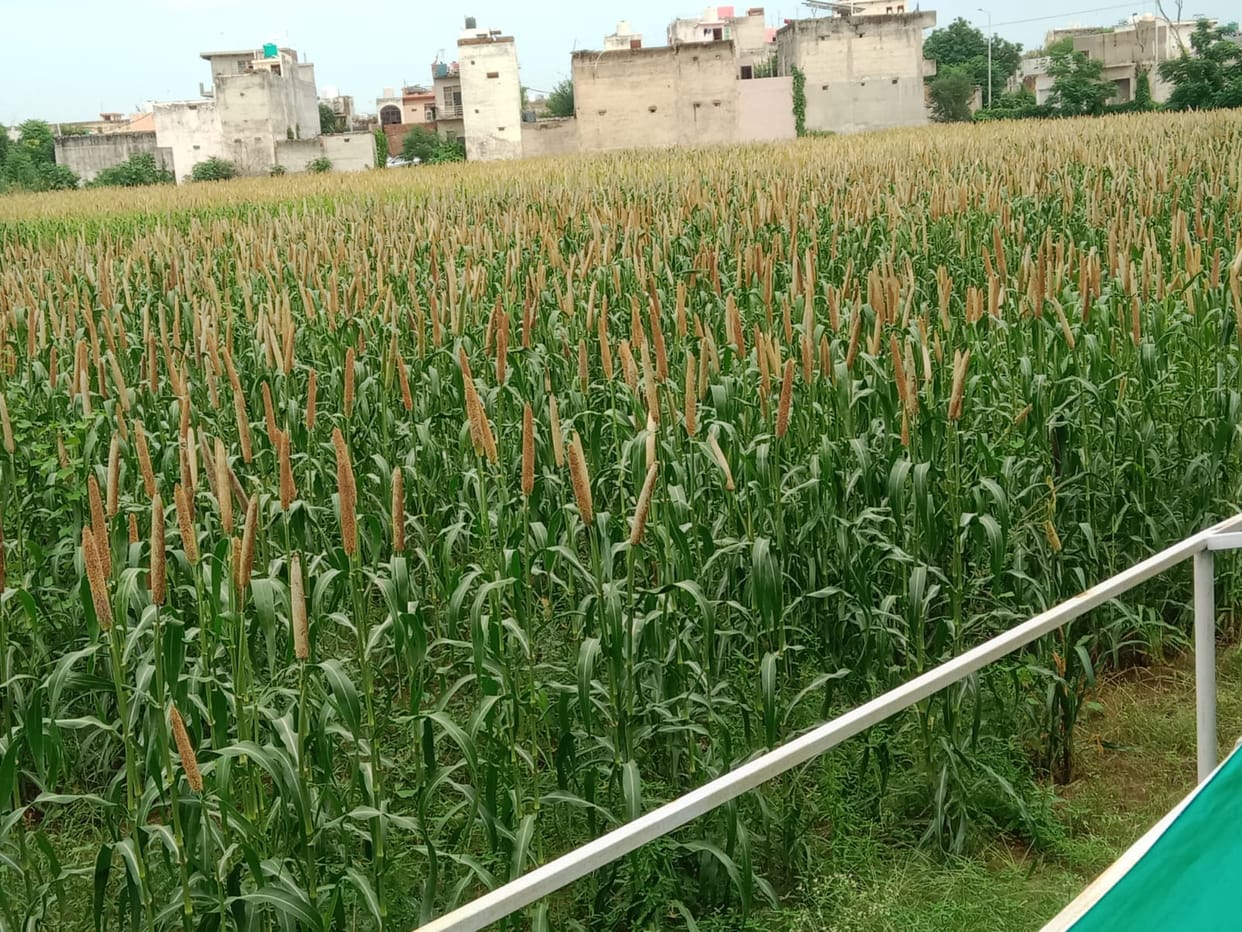 Fungus spreading in millet, cotton and guar