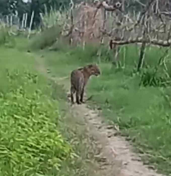 Panic due to sighting of leopard like animal in Ahiranpurva