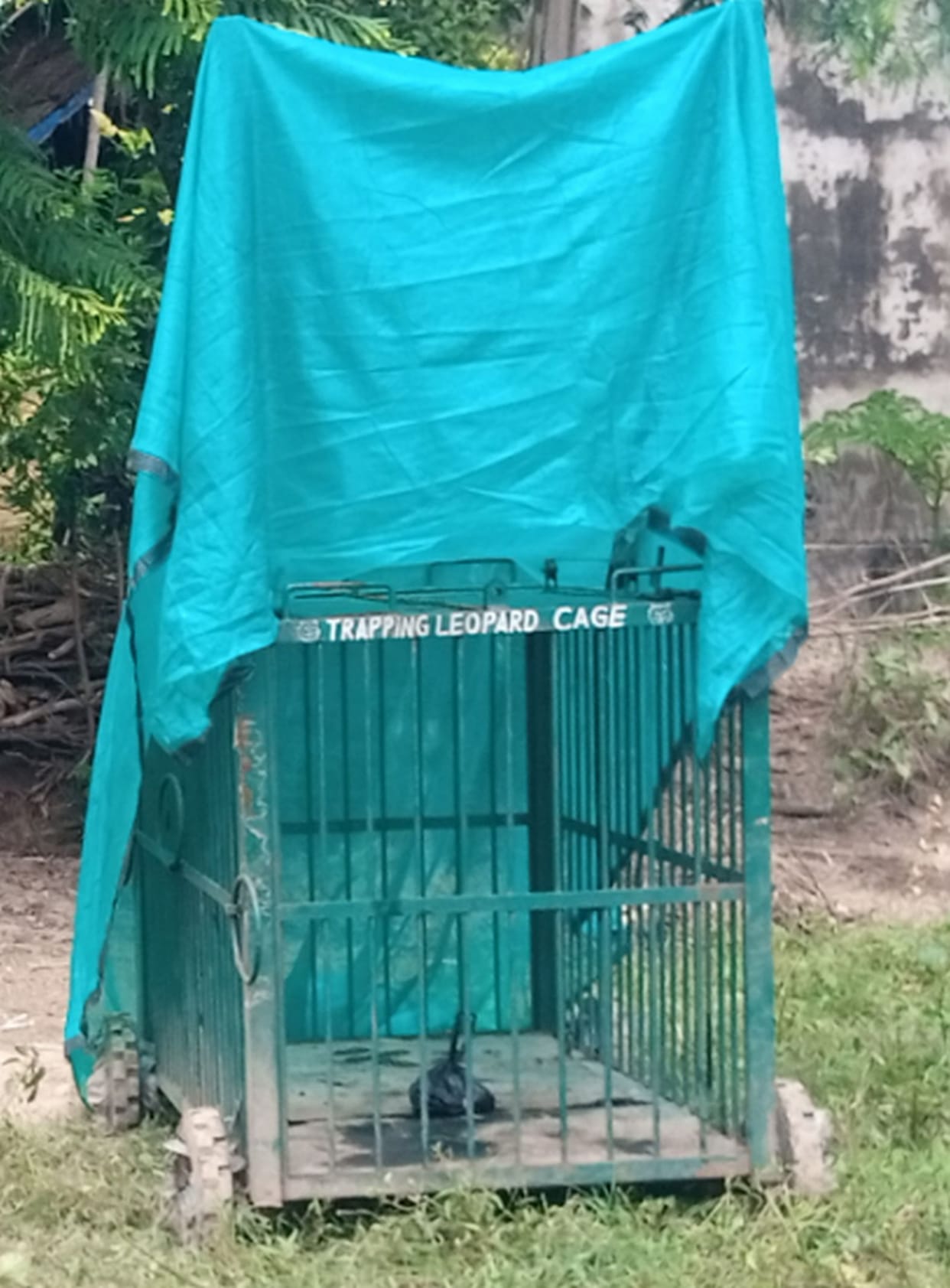 Jackal ran away with meat from monkey's cage