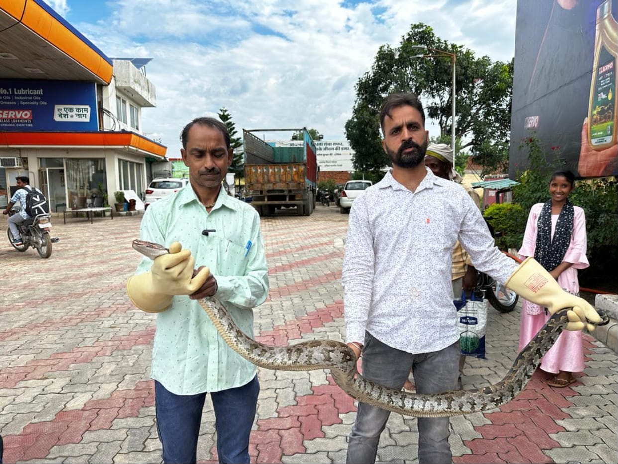 There was a stir due to a python entering the kitchen, it was rescued