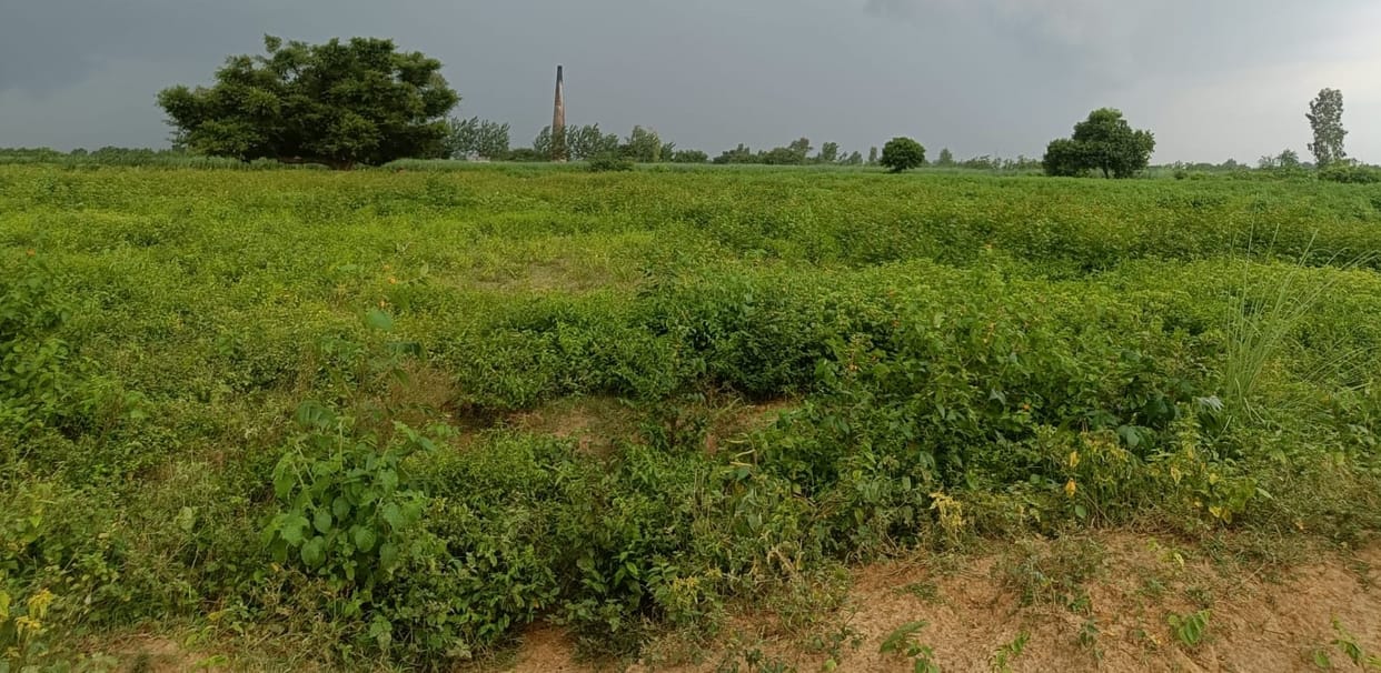 Udham Singh Nagar is proving to be the most suitable land for sugarcane productivity
