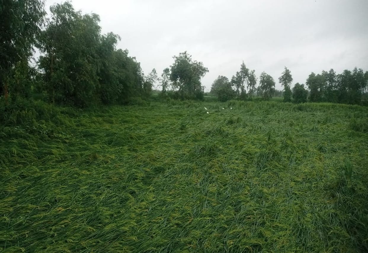 Arman washed away in rain...damage to paddy and millet crops