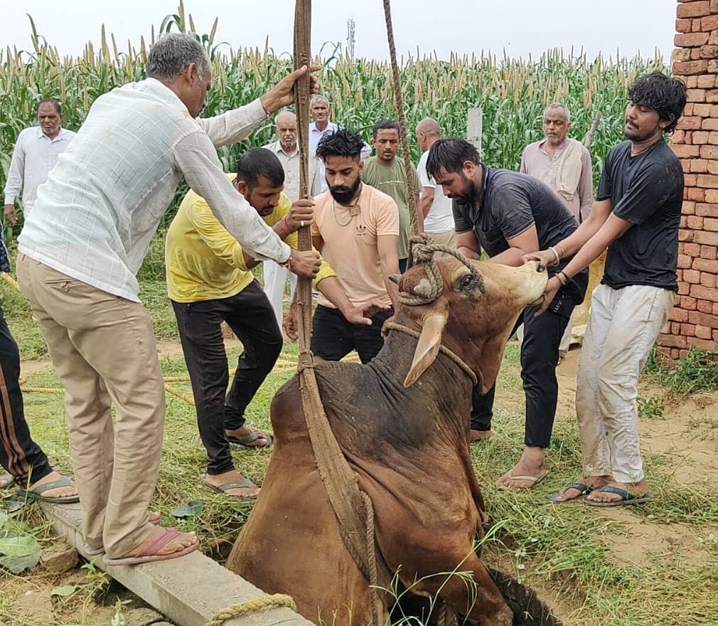 Bull taken out from 30 feet deep well in Dhana Ladanpur