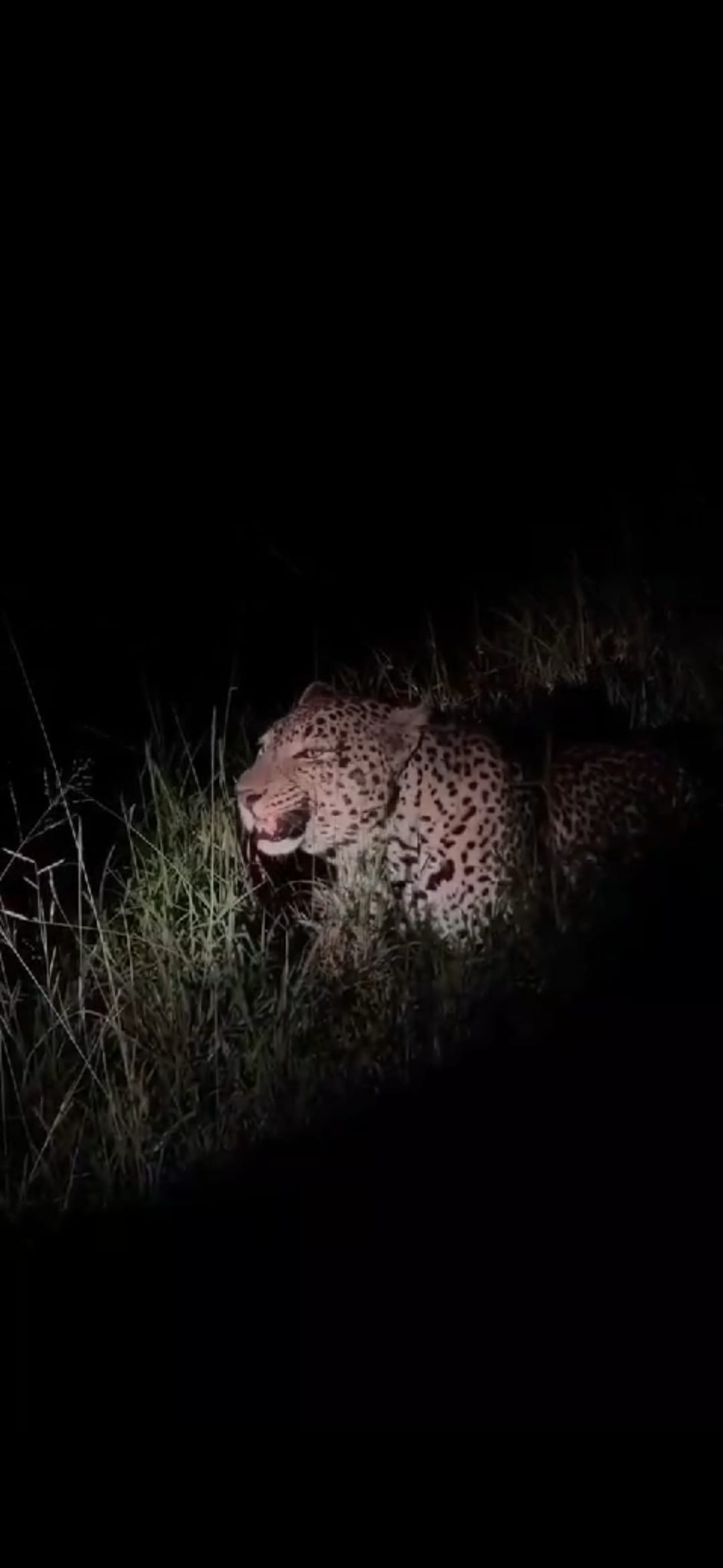 Forest department patrolled at night, leopard caught on camera