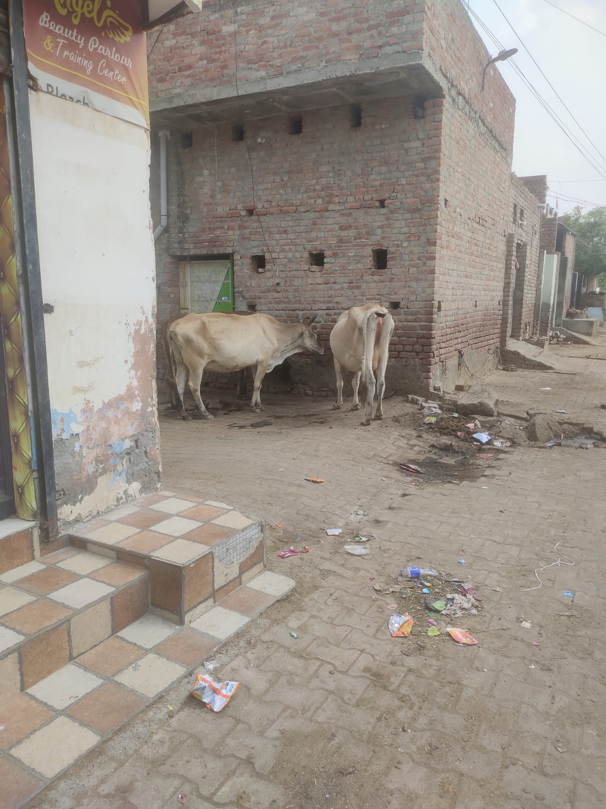 Animal dairies are becoming a headache, politicians keep giving bullets: Even the file of dairy project has not been started for 10 years.