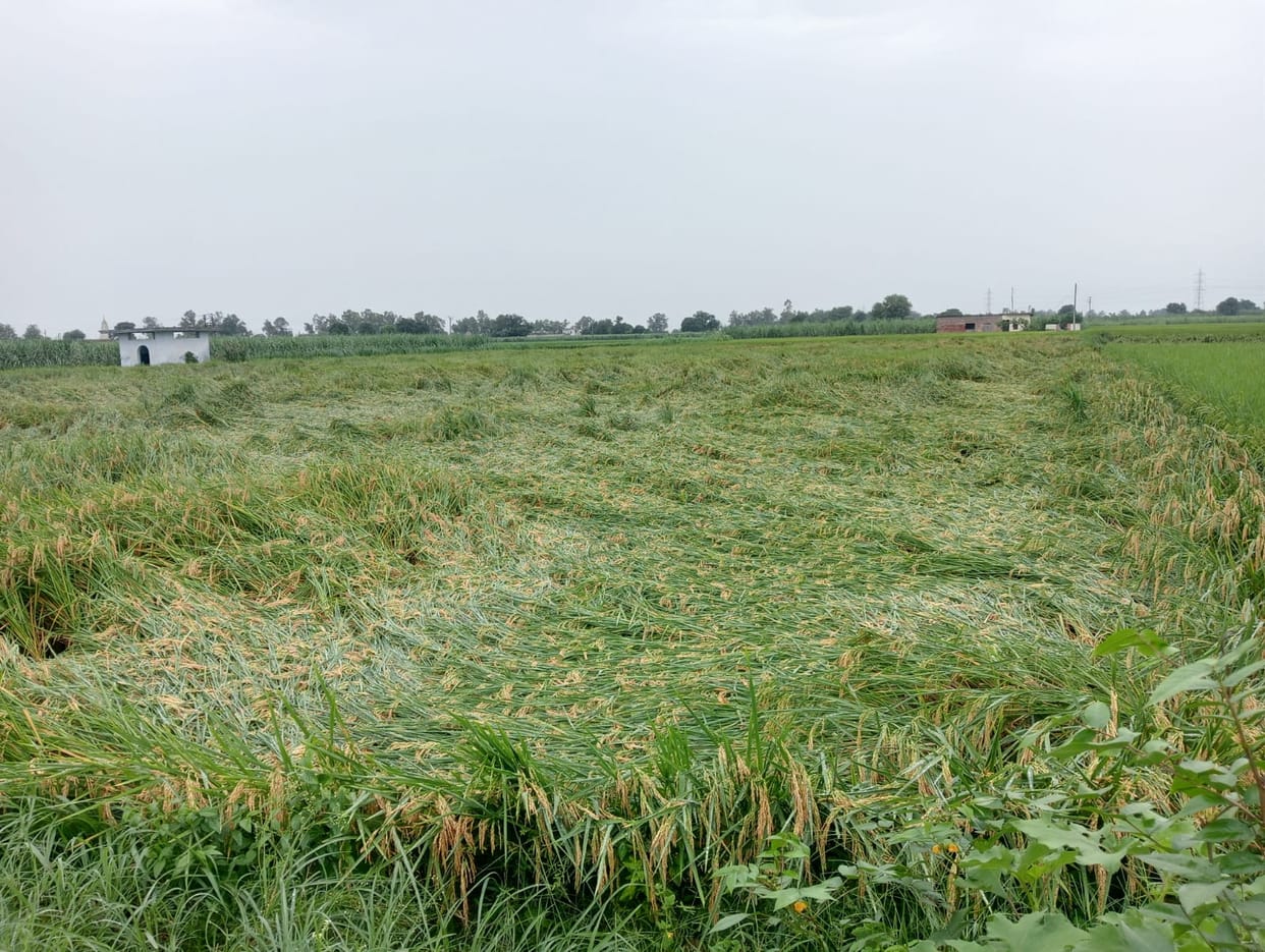 Rain increased the worries of farmers, paddy got destroyed