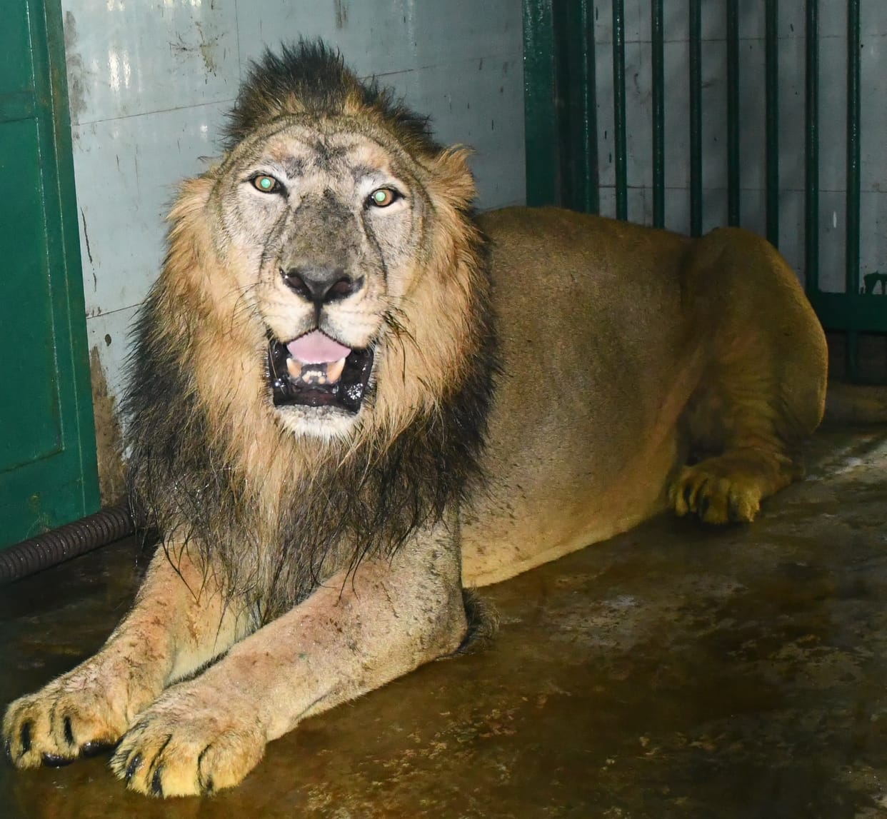 Tigers and lions of Gorakhpur Zoo observe fast for one day a week.