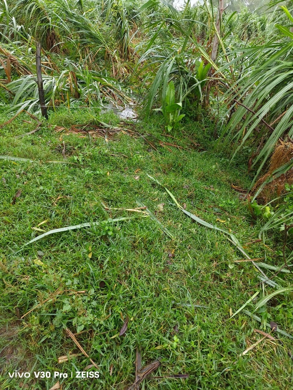 Elephants entered the fields and trampled the crops, farmers are angry